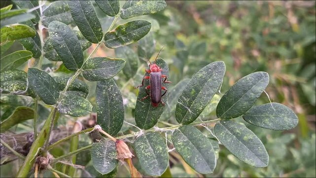 Cantharis fusca Linnaeus close-up on a Caragana pod. The red and black beetle is cleaned with its paws. The beetle washes up.