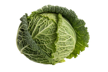 Fototapeta premium A single green cabbage close up view isolated on transparent background