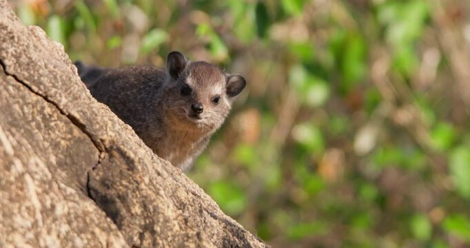 Wide of a rock hyrax (Procavia capensis) sunbathing facing camera on a rock outcrop in morning in Kenya