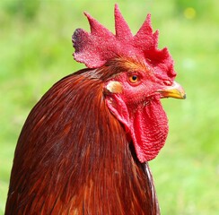 rooster in the farm