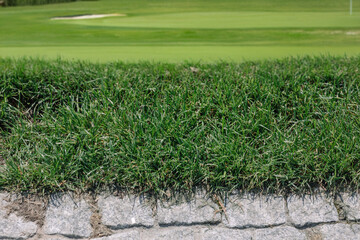 Close-up of perfectly manicured grass on golf course, vibrant green turf symbolizing precision, sport maintenance, and outdoor leisure environments