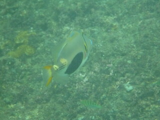 Bali and Singapore 2 