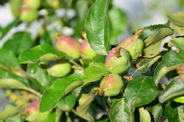 Close-up of Unripe Apples and Green Leaves on a Branch with raindrops