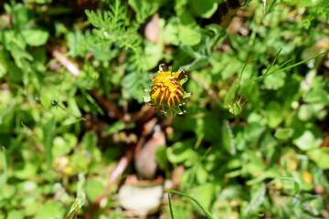Close-up of a yellow dandelion (Taraxacum officinale) among lush green grass. The dandelion is partially opened, with its small, bright petals surrounded by slender sepals