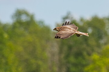 Mäusebussard mit einer Maus im Flug bei der Jagd	im Hochsommer