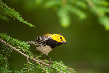 Male black-throated green warbler calling from the branch of a hemlock tree