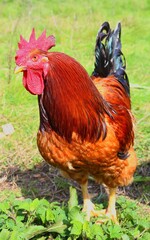 rooster in the farm