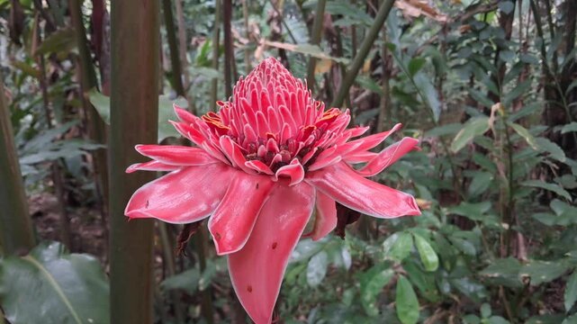 Close-up of a red torch ginger flower blooming in a tropical rainforest environment