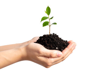 Hand holding tree seedling &ndash; sustainability concept PNG