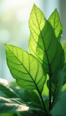 Fototapeta premium Vibrant indoor plant leaves illuminated by sunlight near window
