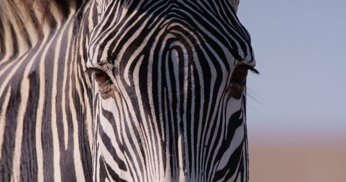 Extreme close-up of a Grevy Zebras (Equus grevyi) head walking in dry savannah grasslands under hot midday sun in kenya 