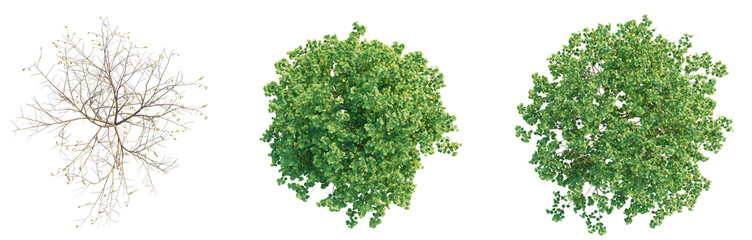 Corylus avellana Tree plan top view cutout isolate transaprent background