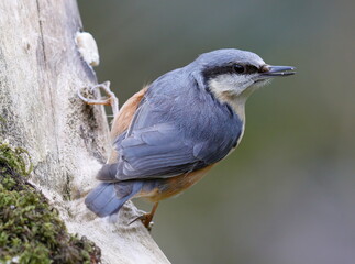 Nuthatch