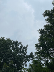 Overcast sky framed by lush green tree branches, signaling a calm, cloudy day.
