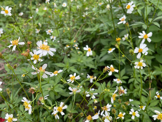 A dense cluster of small white and yellow wildflowers grows amidst green leafy vegetation in a...