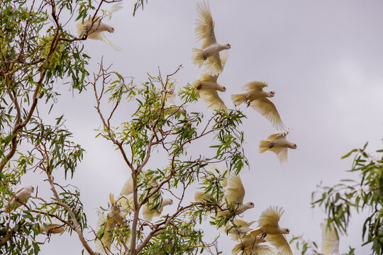 Corellas taking flight from a gum tree
