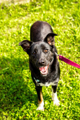 Black dog without breed on a leash in the park on green grass