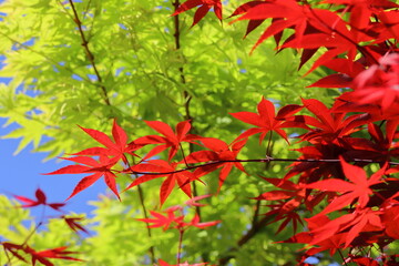 beautiful autumn leaves background.Red maple leaves with blue sky background in autumn season, Japan.