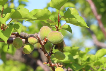 apricot fruits on a tree branch in the garden in summer