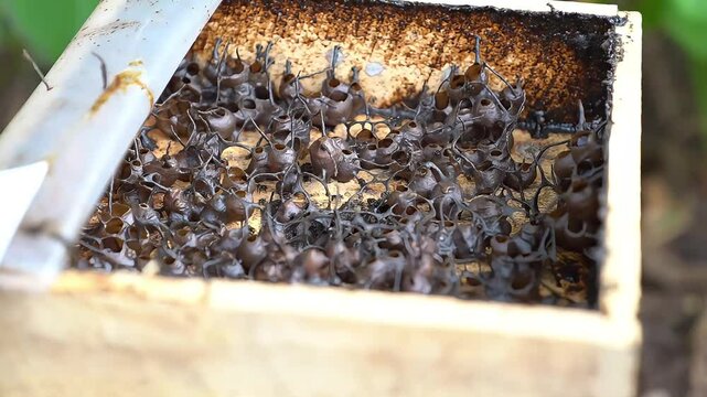 Close-up of stingless bee nest inside a wooden hive box, showing unique honey pots in tropical environment. Natural and organic honey production.