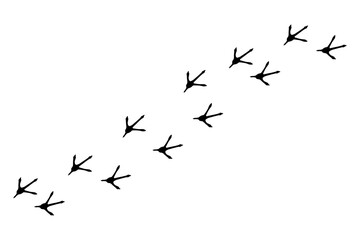 Naklejka premium Bird footprint chicken foot track, feet print, paw step hand drawn doodle. Sketch simple turkey, hen trail. Crow walk steps mark.