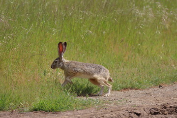 wild rabbit in field.Wild hare in the Okavango Delta - Moremi National Park in Botswana