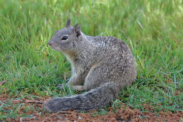 Squirrel on the grass looking for food in a park in Florida
