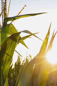 Sunbeam passing through vibrant corn plants in the field.