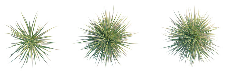 Carex morrowii Ice Dance Tree plan top view cutout isolate transaprent background