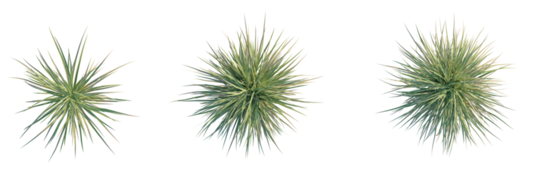 Carex morrowii Ice Dance Tree plan top view cutout isolate transaprent background