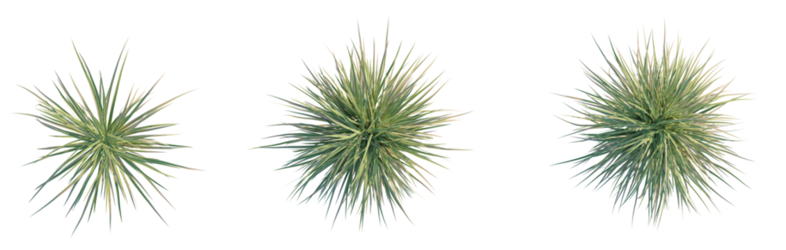 Carex morrowii Ice Dance Tree plan top view cutout isolate transaprent background