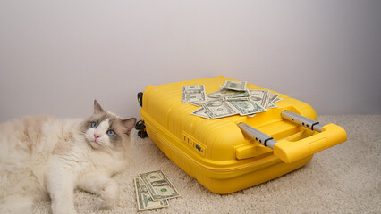 White cat traveler with a yellow suitcase and dollar bills.