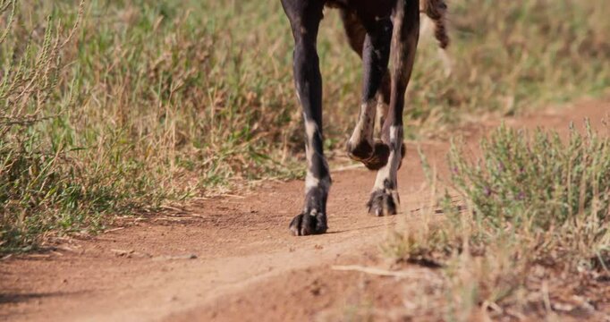 Close up gimbal tracking of an African wild dog (Lycaon pictus) legs running across a trail in savannah grassland in afternoon in Kenya