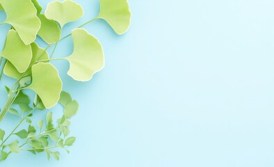 Close-up presenting several light green Ginkgo Biloba leaves with distinct fan-like shapes and a small leafy branch, all arranged on a clean, light blue surface