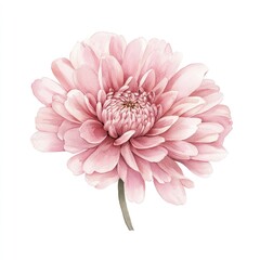 Pink mum tropical flower hand drown illustration watercolor petal chrysanthemum.