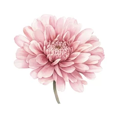 Fotobehang Pink mum tropical flower hand drown illustration watercolor petal chrysanthemum. © Rawpixel.com