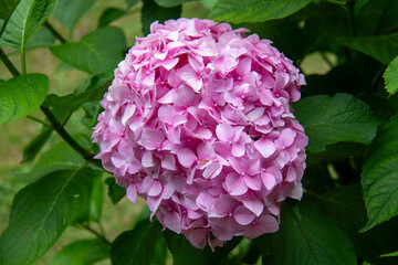 Bunch of pink hydrangea flowers growing on green leafed bush