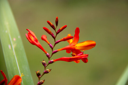 Orange sprouting flower in focus