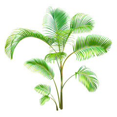 Green Palm Tree isolated on a white background. Desert and tropical houseplants. 
