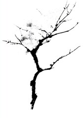 Obraz premium Tree silhouette drawing black.