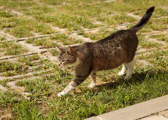 A grey cat walks down the street during the day