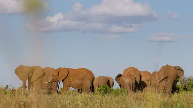 Very wide gimbal parallax of herd of African elephants (Loxodonta africana) grazing in savannah in sunny day with few clouds in Kenya