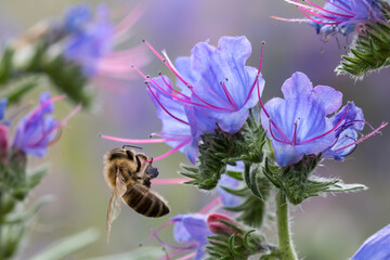 A worker honey bee (Apis mellifera) at the end of the long stamen of flower (viper’s bugloss, Echium vulgare) collects blue pollen. France, Europe. Close-up © Agnieszka