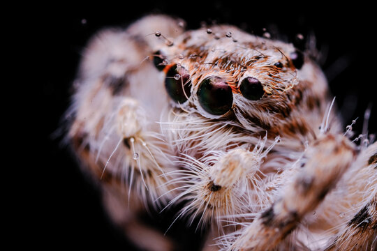 Macro Photography: Jumping Spider with Water Droplets