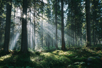 Obraz premium a forest with sun shining through the trees