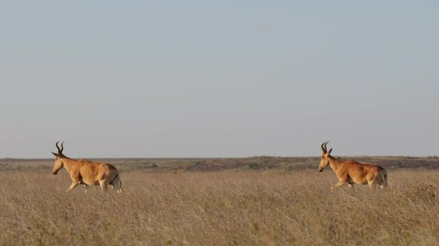 Very wide dolly tracking of a pair of Hartebeests (Alcelaphus buselaphus) walking apart at midday in the Kenyan savannah