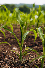 Young corn plant emerging from rich soil in a vibrant agricultural field, showcasing growth and vitality in a lush environment