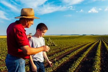 Fototapeta premium Senior farmer with his grandson standing in green soybean field examining crop at sunset.