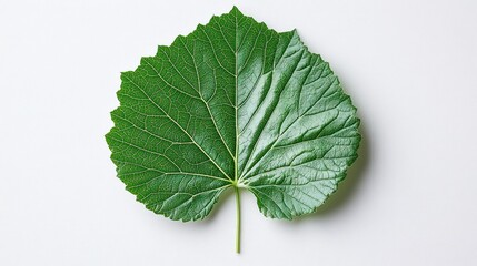 Single green leaf, vibrant, detailed veins