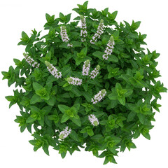 Mint plant with flowers on white background